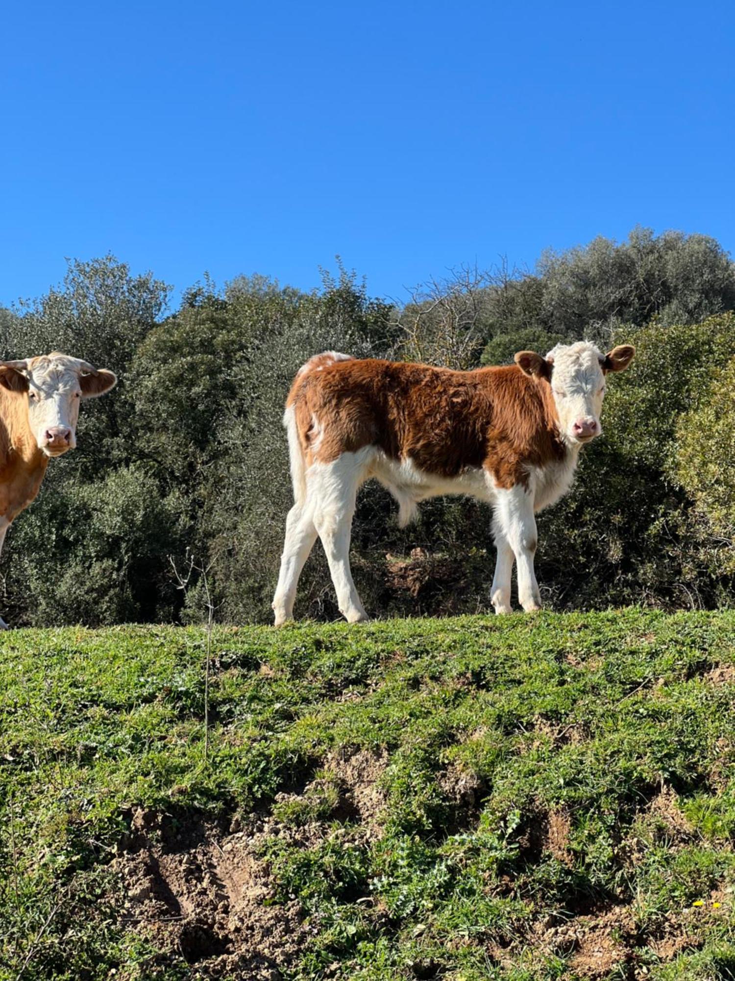 Agriturismo Porta Al Colle Macchiascandona Екстериор снимка